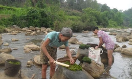 Làm sạch rêu đá