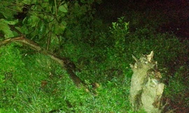 Cây bàng bị xe tên cướp húc đổ