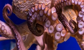 Các nhà khoa học cho biết máu của bạch tuộc có màu xanh.