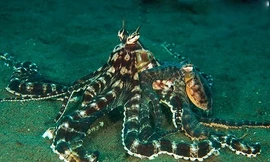 Vì sao bạch tuộc được công nhận là sinh vật quái dị nhất hành tinh