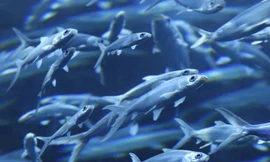 1001 thắc mắc: Cá mở mắt thao láo, vậy nó có ngủ không?