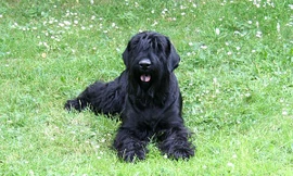 “Siêu chó” sục đen Nga được tạo ra từ gần 20 loài chó. 