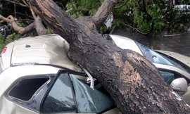 Cây lim cổ thụ trên đường Lê Lợi (Quận 1) bật gốc đè lên bốn xe ôtô hôm 28/5. (Nguồn: TTXVN) 
