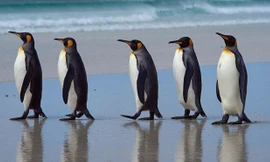 1001 thắc mắc: Vì sao chim cánh cụt không thể bay