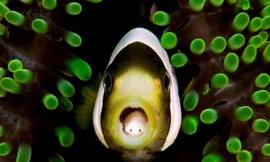 Có hàng triệu kí sinh trùng khác nhau đang sống trong thế giới của chúng ta.