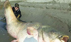 Lạ lùng cá trê khổng lồ ở Campuchia