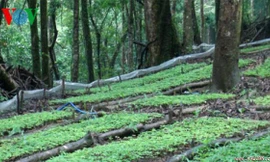 1300 tỷ đồng quy hoạch vùng trồng sâm Ngọc Linh