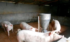 Heo được nuôi trong chuồng lát gạch men 