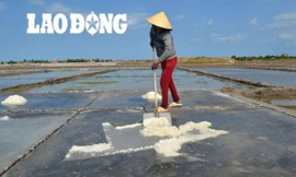 Diêm dân Quảng Bình luôn canh cánh nỗi lo bị “ép giá“. Ảnh: Lê Phi Long