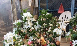 Táo đỏ Trung Quốc nguyên cây trưng Tết: Có độc, cấm ăn