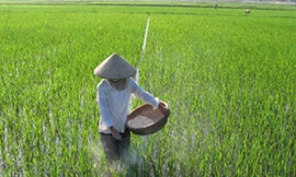 Các nhà khoa học cảnh bảo dùng xi măng bón lúa sẽ khiến đất bị chai cứng.