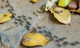 1001 thắc mắc: Kiến nhận biết xác chết thế nào?