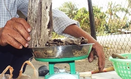 Đi tìm sự thật chuyện “ngậm ngải ở xứ trầm”