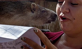 Cặp vợ chồng ôm hôn, sống chung với chuột khổng lồ