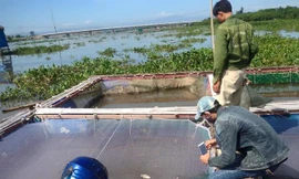 Cá chết khi vào mùa thu hoạch, người dân nghèo Hộ Độ trắng tay. 