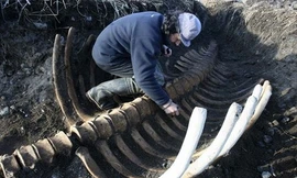 Bộ xương nhô lên trên bãi biển giống như một hàng rào. Ảnh:Siberian Times.