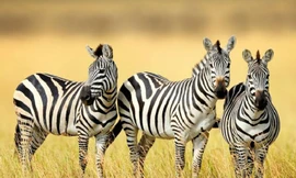 Sọc trắng đen giúp cho ngựa vằn chống lại bệnh tất và côn trùng. 