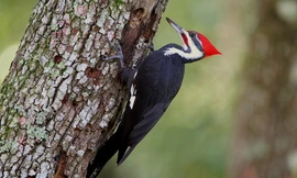 1001 thắc mắc: Chim gõ kiến bổ tới tấp vào cây mà sao không bị vỡ não?