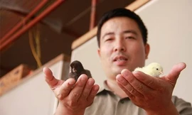 Thu lãi tiền tỷ nhờ nuôi gà an toàn sinh học