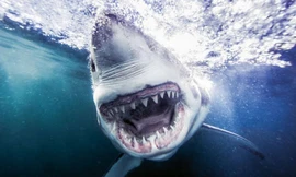 1001 thắc mắc: Cá mập trắng bị sát thủ nào hạ gục?