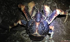 Khám phá cua ‘ăn cắp dừa’ to, khỏe nhất Trái đất