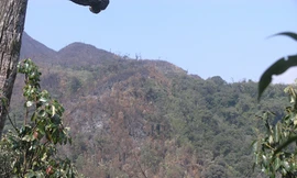 Một khu rừng tự nhiên ở độ cao 2.200 mét nằm phía tây bắc vườn quốc gia Hoàng Liên bị cháy đầu năm 2008. (Ảnh: Phạm Ngọc Triển)