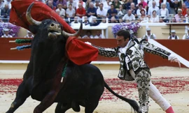 1001 thắc mắc: Vì sao bò tót hay 'nổi điên' với màu đỏ?