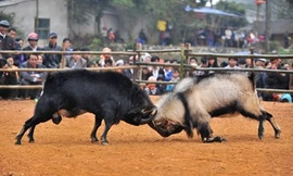 Dê đực thường là con đầu đàn, rất lỳ đòn, chẳng mấy khi bỏ chạy sớm như trâu chọi nên màn thi đấu nào cũng căng thẳng, hấp dẫn