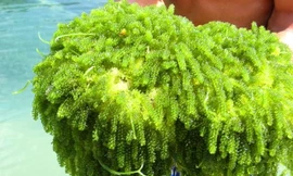 Có giá đắt đỏ, rong nho vẫn được nhiều người tiêu dùng săn đón. 