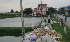 Giải mã căn bệnh trâu 'báo oán' ở làng 'đồ tể' (Ảnh minh họa)