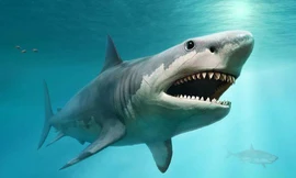 1001 thắc mắc: Vì sao cá mập không có xương?