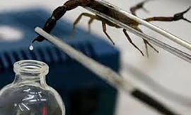 1001 thắc mắc: Vì sao nọc bọ cạp tử thần là chất lỏng đắt nhất hành tinh