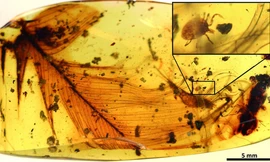 Những phát hiện 'quái lạ' năm 2017