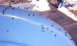 Xác định được côn trùng 'lạ' tấn công nhà dân