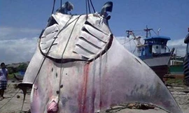 Choáng ngợp với cá đuối 'khổng lồ' sa lưới ở Peru