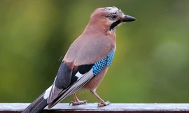 1001 thắc mắc: Vì sao chim không bạc lông khi già?