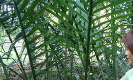 Ghen tuông giết người trong mộng đúng ngày lễ tình nhân