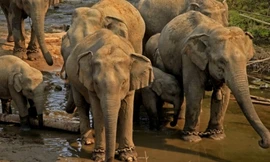 Đàn voi Myanmar bị chợ trực tuyến Trung Quốc 'sát hại'?