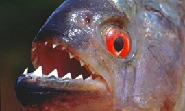 Kinh hoàng cách cá hổ 'mọc răng' để xơi tái con bò trong chốc lát