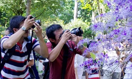 Người dân 'ngẩn ngơ' ngắm mai xanh 50 tuổi cực độc 