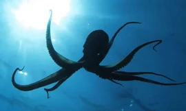 1001 thắc mắc: Vì sao xúc tu bạch tuộc không bị xoắn vào nhau?