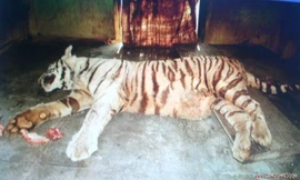 Hổ trắng thảm bại khi tử chiến với rắn độc