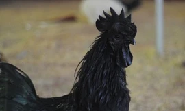 Trưng bày gà “mặt quỷ” đắt nhất thế giới ở Hà Nội