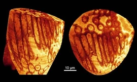 Tinh trùng khổng lồ cổ xưa nhất thế giới 