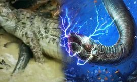 Cá chình điện có khả năng làm tê liệt con mồi bằng việc phát ra một dòng điện 660 volt.