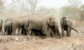 Đàn voi rừng tràn ra khu dân cư tàn phá hoa màu của người dân. Ảnh: Kh.Uyên