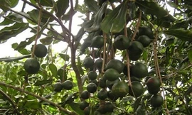 Cây tỷ đô sống như thế nào trên đất Việt?