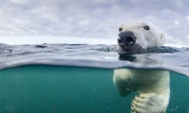 Để thích ứng với biến đổi khí hậu, đang khiến trái đất ngày một nóng dần và băng tan nhanh hơn, loài gấu Bắc Cực đang phải học cách bơi đường dài để tìm mồi.