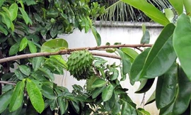 Bí hiểm, thương lái lạ mặt tìm mua lá mãng cầu xiêm