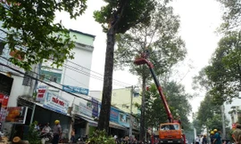 Hiện trường nhánh cây bị gãy làm hai người bị thương. Ảnh: Đông Sơn